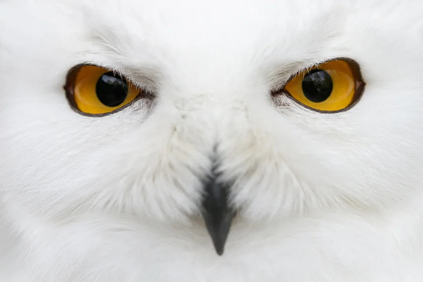 Their piercing yellow eyes make snowy owls unmistakable. (istock)