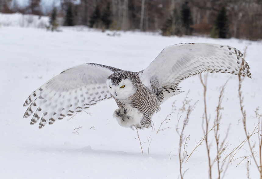 Regional Forecast Calls for a Snowy Owl Winter — ecoRI News