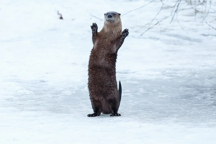 River otters don’t mind the cold, as they can chew holes in the ice to gain access to a pond. (istock)