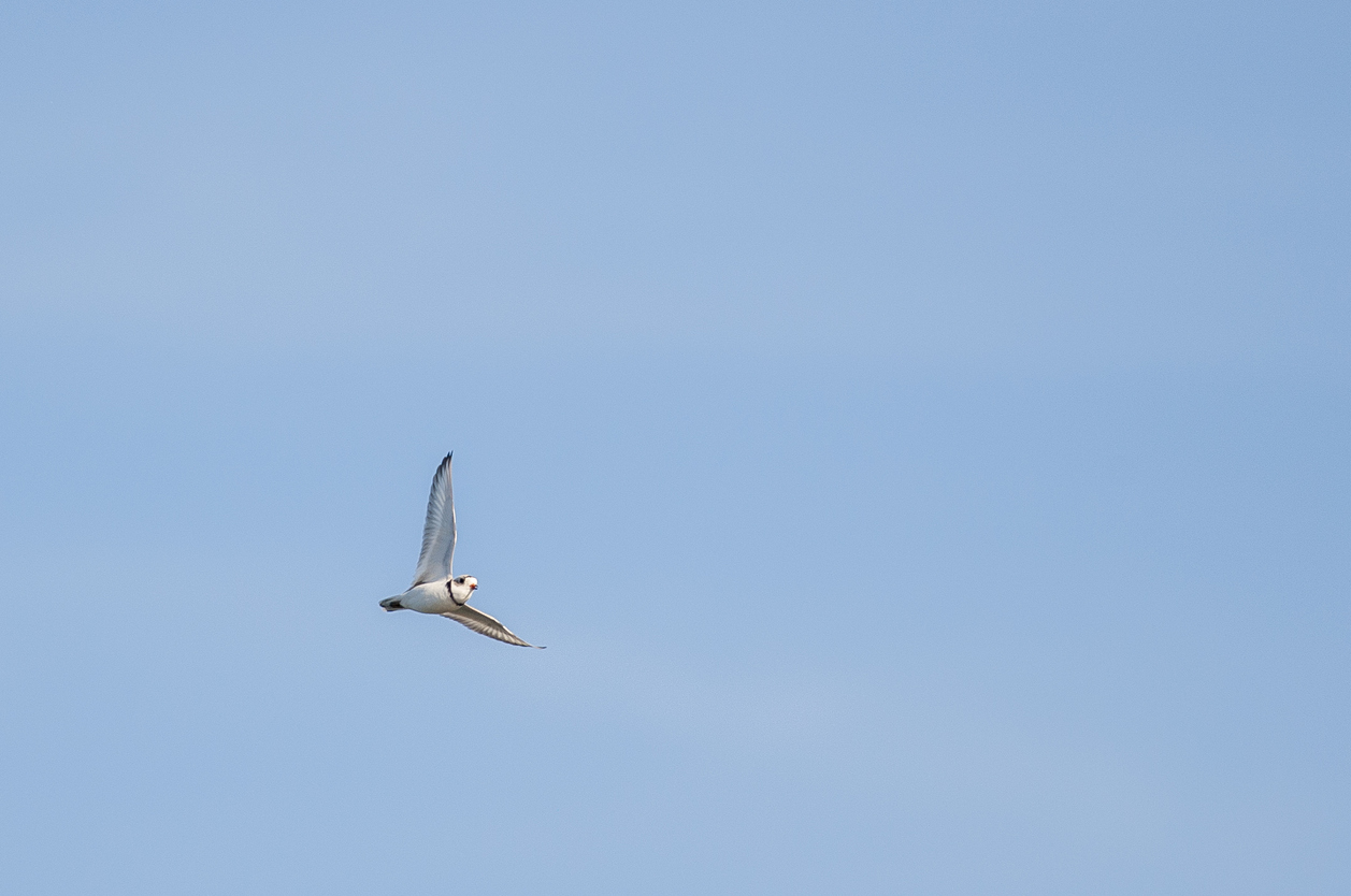 The studies will determine the impact offshore wind turbines have on birds, such as piping plovers. (istock)