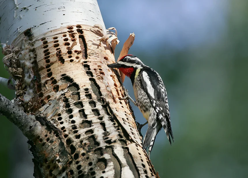 The return of the yellow-bellied sapsucker has been particularly noteworthy. (istock)