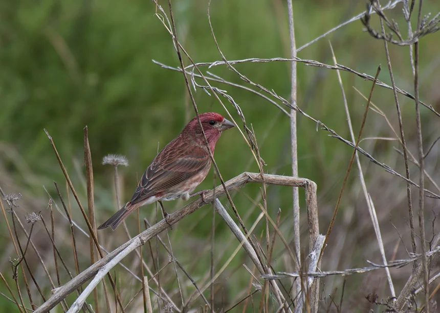 The species with the steepest decline since the last survey is the purple finch. (istock)