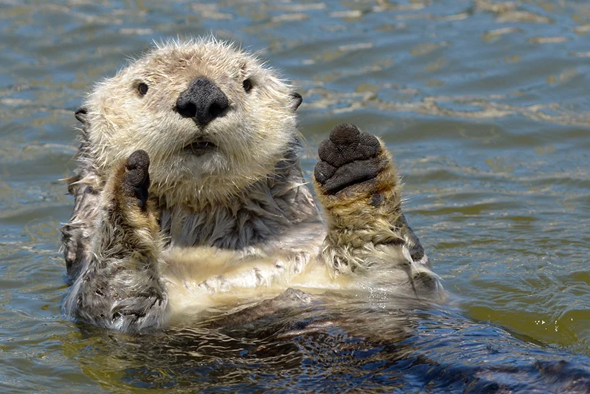 Todd McLeish’s latest book takes a deep dive into the life and times of sea otters. (Michael Yang)
