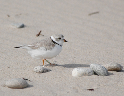 A banded piping plover at East Beach in Watch Hill, R.I., in 2010. (Russ Thompson)