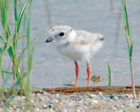 Piping plover chicks will be running around local beaches this summer. (USFWS)