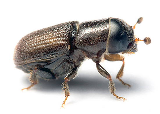Tiny southern pine beetles can accumulate by the thousands on a single tree and kill it in two weeks. (Matt Bertone /N.C. State University)