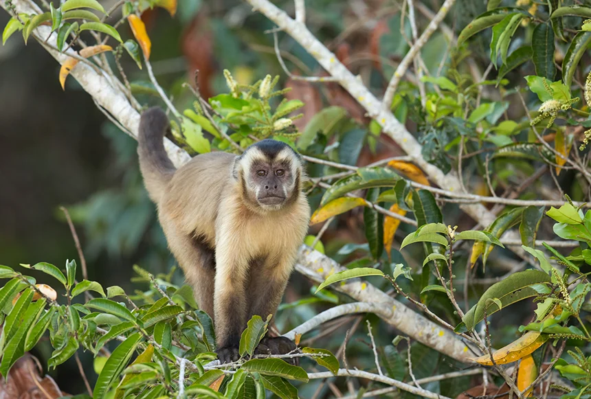 Mary Baker brings RIC students with her to Costa Rica to study capuchin monkeys, to watch what and how they learn. (istock)