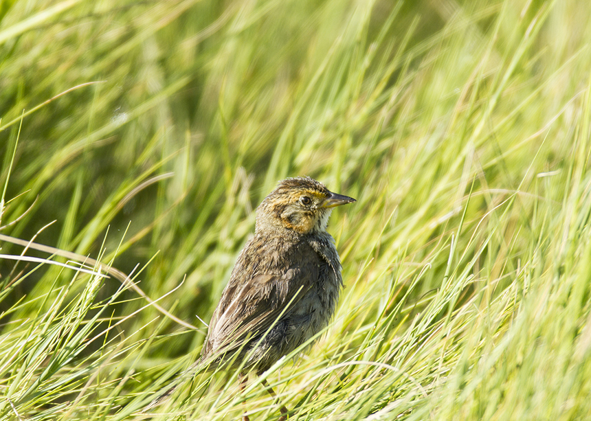The species’ likely extinction is linked to its preference for nesting in marsh grasses just inches from the ground. (istock)
