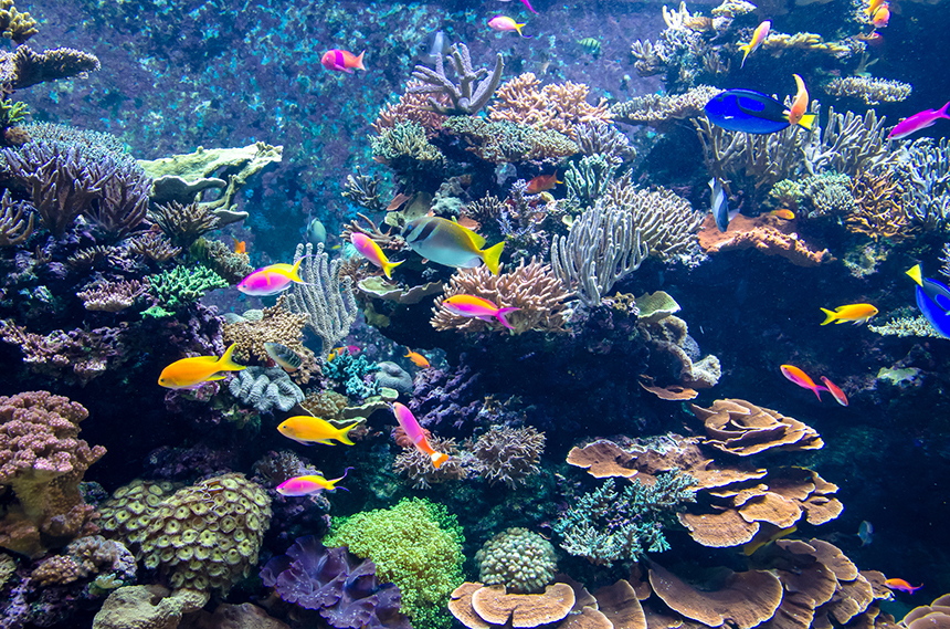 Cyanide is still believed to be widespread as a capture method in the Philippines and Indonesia for aquarium fish. (istock)