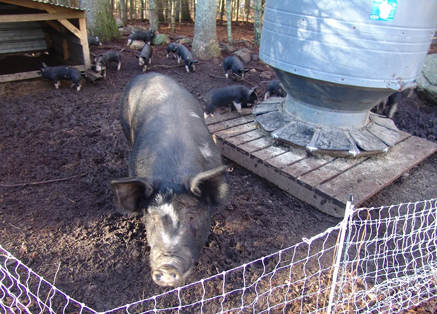 Before the recent opening of Meatworks in Westport, Mass., Rhode Island organic farmer Ben Coerper had to drive his livestock two hours each way to a farm in north-central Massachusetts. (Frank Carini/ecoRI News)