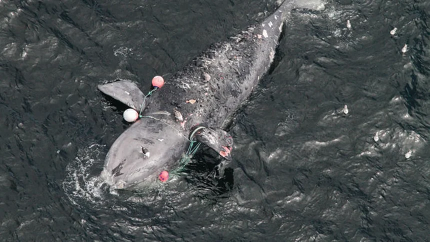 This female right whale died last year off Canada’s coast after dragging snow crab traps for days. (Peter Duley/NOAA)