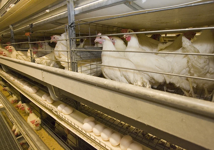 Battery cages used to hold egg-laying hens will be effectively banned in Rhode Island in 2026, if the recently passed bill is signed by the governor. (United Egg Producers)