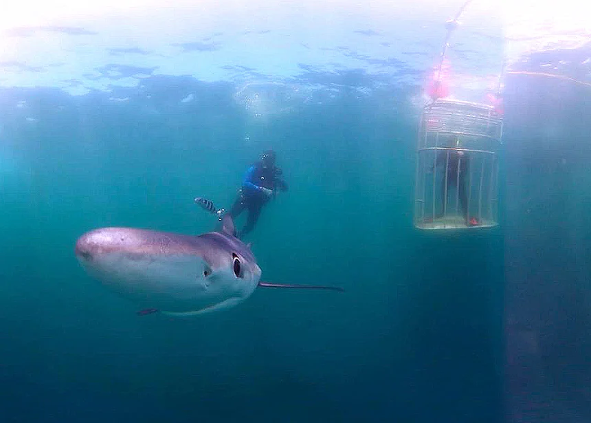 An experimental ‘selfie’ using a wide-angle virtual-reality camera. The sharks ended up biting at the camera, so its use was aborted.