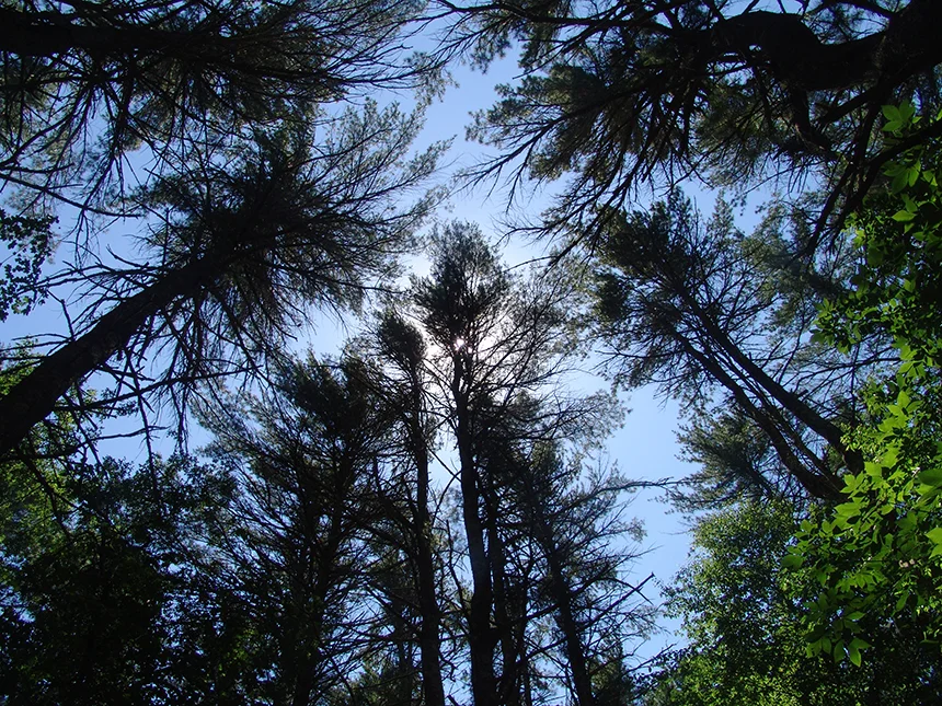 Opponents of the fossil-fuel power plant proposed for the woods of Burrillville, R.I., say an ecosystem that houses hundreds of animal and plant species would be dramatically impacted by the facility’s development. (Frank Carini/ecoRI News)