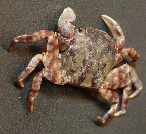 An Asian shore crab. (RIMEIS)