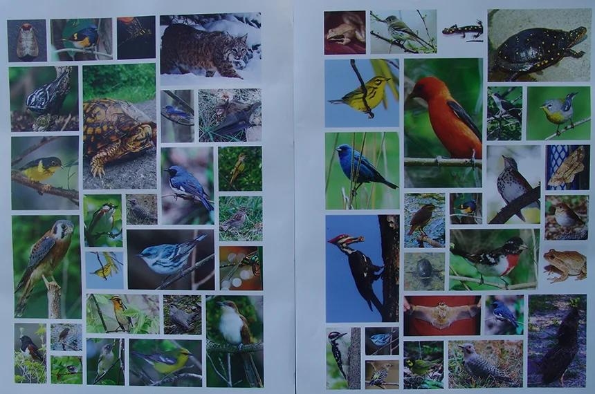 The 47 species shown here are just some of the animals, plants, and insects identified in the Rhode Island Wildlife Action Plan as 'species of greatest conservation need,' including some that are endangered or threatened. This loss of biodiversity is making us unhealthy. (Frank Carini/ecoRI News)