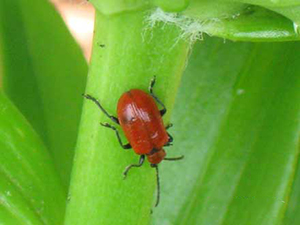 An adult lily leaf beetle. (T. Smith/UMass)