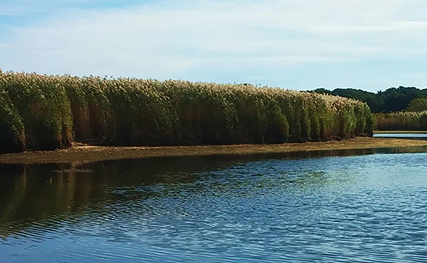 Phragmites are often controlled with the application of herbicides, which shouldn’t be used in salt marshes and other coastal locations where this invasive species grows extensively. (ecoRI News)