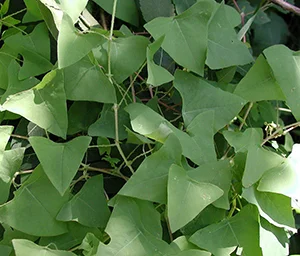 Mile-a-minute is an annual trailing vine that can reach lengths of 19 feet or more. (Leslie J. Mehrhoff/Bugwood.org)
