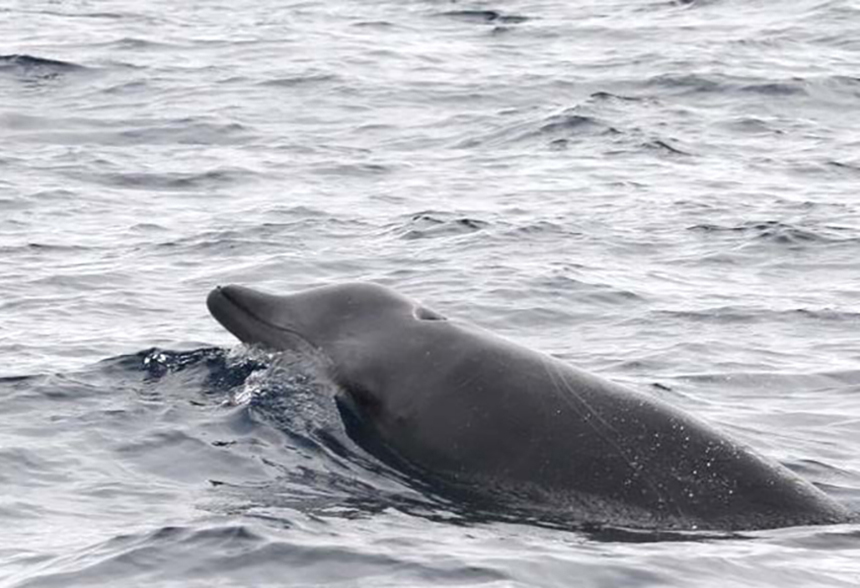 A True’s beaked whale on the surface. These deep-diving marine mammals are difficult to study. (Robert Pitman/NOAA Fisheries)
