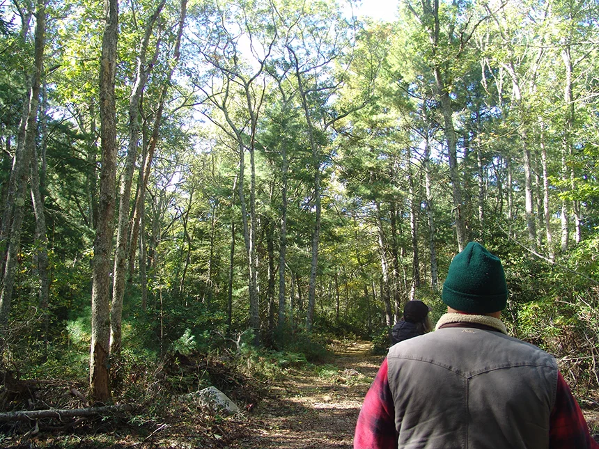 Walk In Tiverton Woods Leads To Mother Of All Trees Ecori News