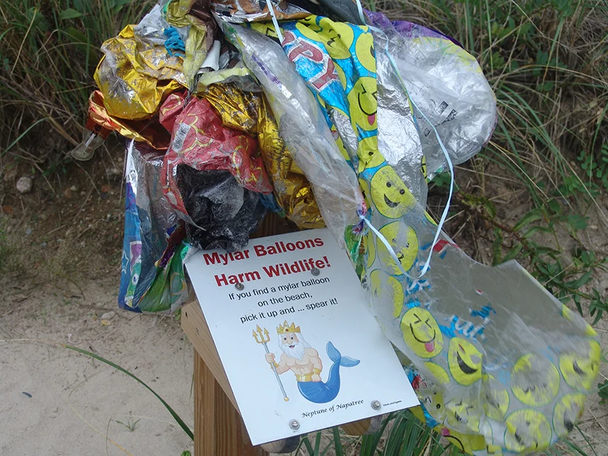 This collection spike has lessened the environmental damage Mylar balloons were causing on Napatree Point.