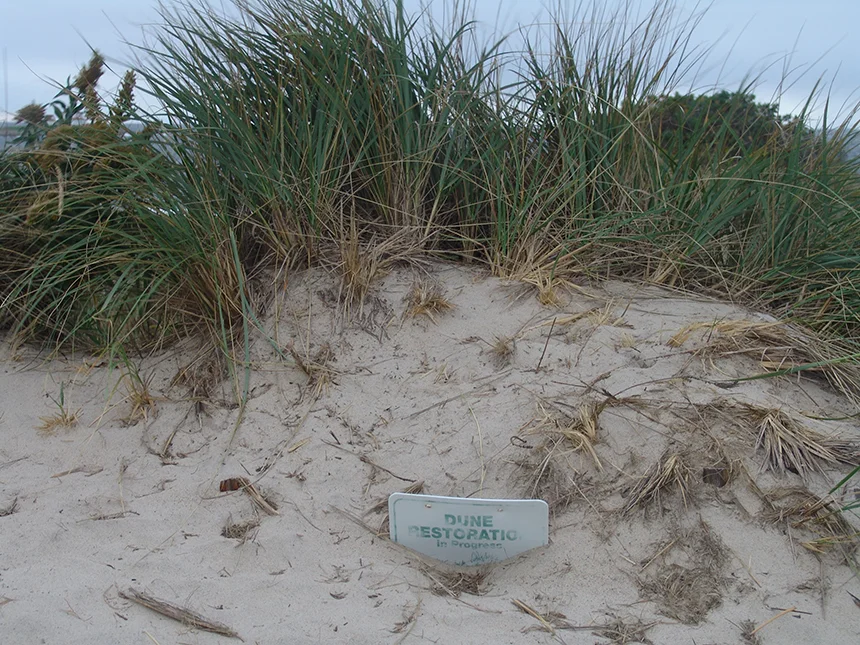 Restoration projects are being undertaken to help control erosion and lessen the impacts of humans.