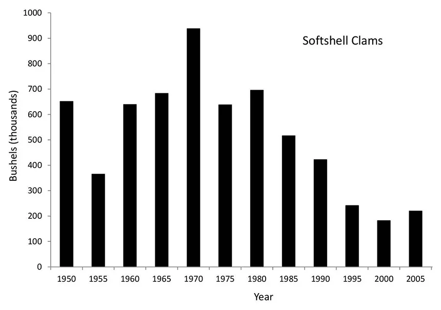 This graph shows the rise and fall of soft-shell clam landings from 1950 to 2005. (Clyde Mackenzie)