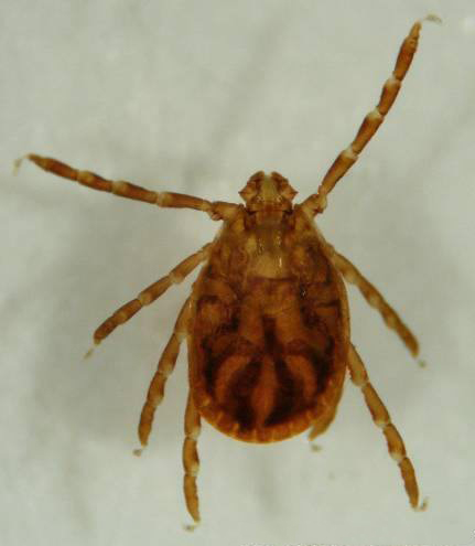 An adult longhorned tick. Photo is enlarged, not to scale. (APHIS Veterinary Services)