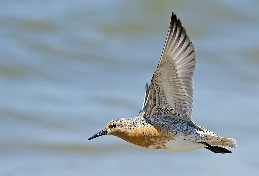 The rufa subspecies of the red knot is a federally threatened bird whose populations have declined precipitously in recent decades. (istock)