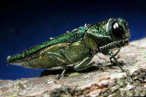 An emerald ash borer. (David Cappaert/Michigan State University)