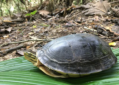 A southeast Asian box turtle. (Nancy Karraker/URI)