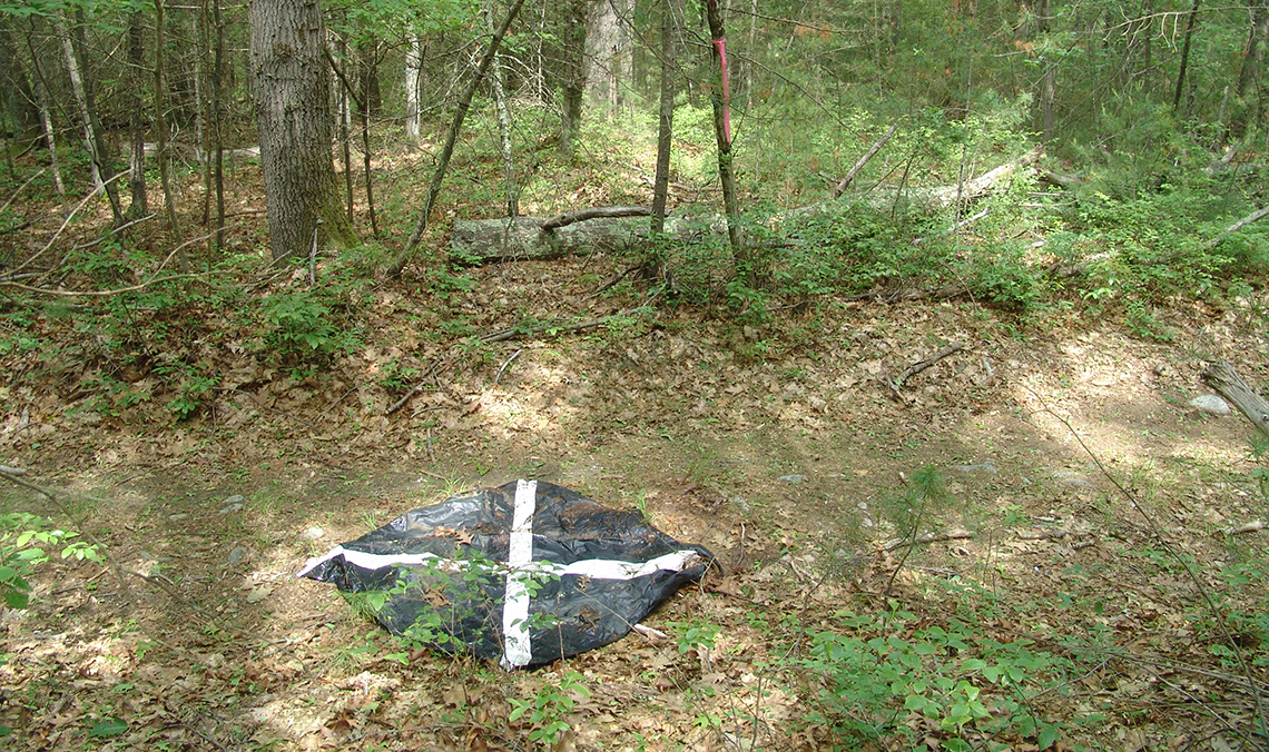 Rhode Island, with its slow response to addressing the siting of renewable energy, has essentially marked forestland for solar development. (Frank Carini/ecoRI News)