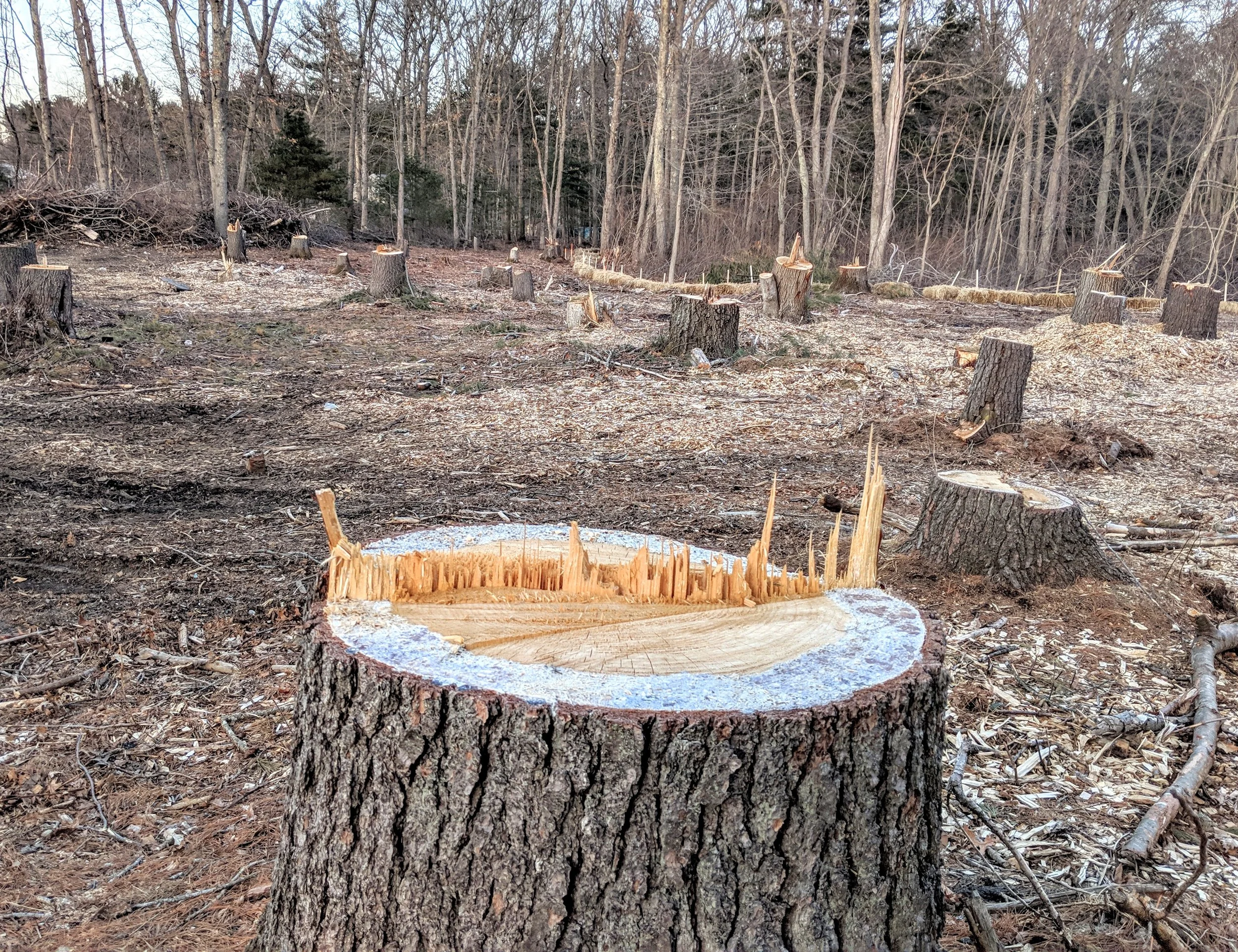 Woodlands, such as this since-cleared one in Barrington, close to the border with Swansea, Mass., could be protected under a new Rhode Island forest program. (Tim Faulkner/ecoRI News photos)