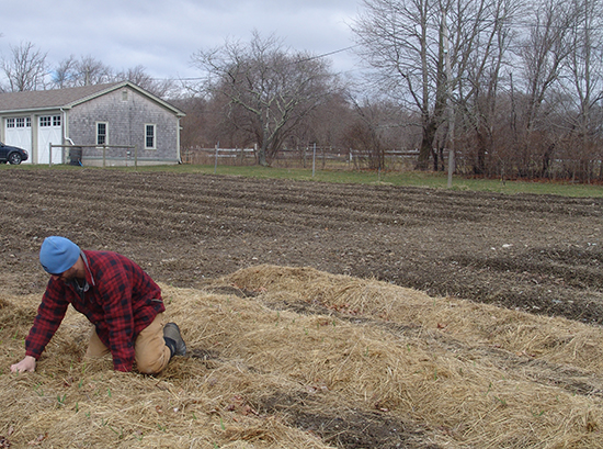 Farming work is often tedious and tiresome, just ask Andrew Smith shown here nurturing rows of garlic. (Frank Carini/ecoRI News)