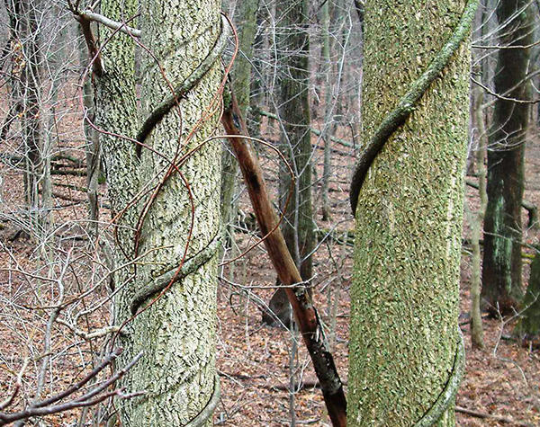 Bittersweet vines are choking native plants and trees in southern New England. (Mass Audubon)