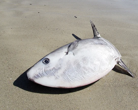 Nearly 350 ocean sunfish have been found stranded along the New England coast during the past decade. (istock)