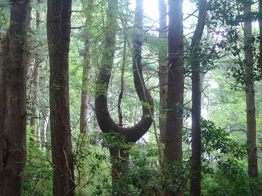 Since 2011 Rhode Island has lost some 2,000 acres in areas of environmental concern within the state’s forests to development. (ecoRI News)