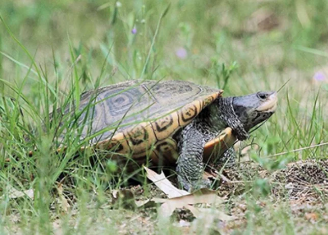 Diamondback terrapins are the only turtle in the Rhode Island adapted for life in salt marshes, coves, and other quiet brackish waters. (Rhode Island Natural History Survey)