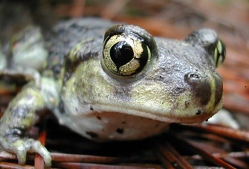 There is just one population of eastern spadefoot toads left in Rhode Island. (Brad Timm)