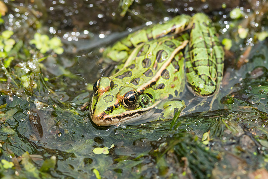 Northern leopard frogs can only be found in one place in Rhode Island. (istock)