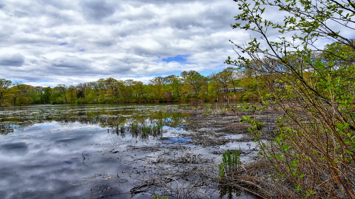 In April and May, algae and plant life starts to emerge. By late June, as temperatures rise, the algae and plants fed by fertilizers will dominate the lake.