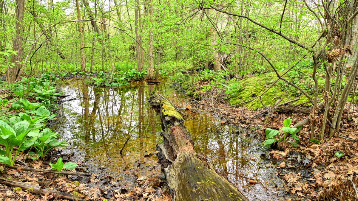 Neglect ultimately creates the conditions that challenge the lake’s resiliency.