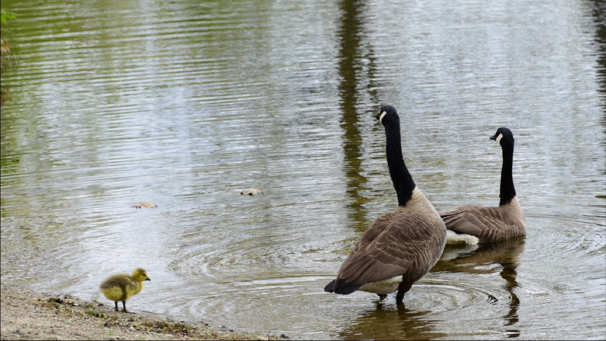 The protective parents of this gosling assure the chick that it is safe to take a swim.