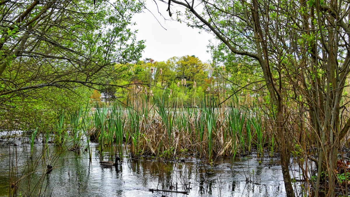 Mallards take advantage of grasses for shelter and food.