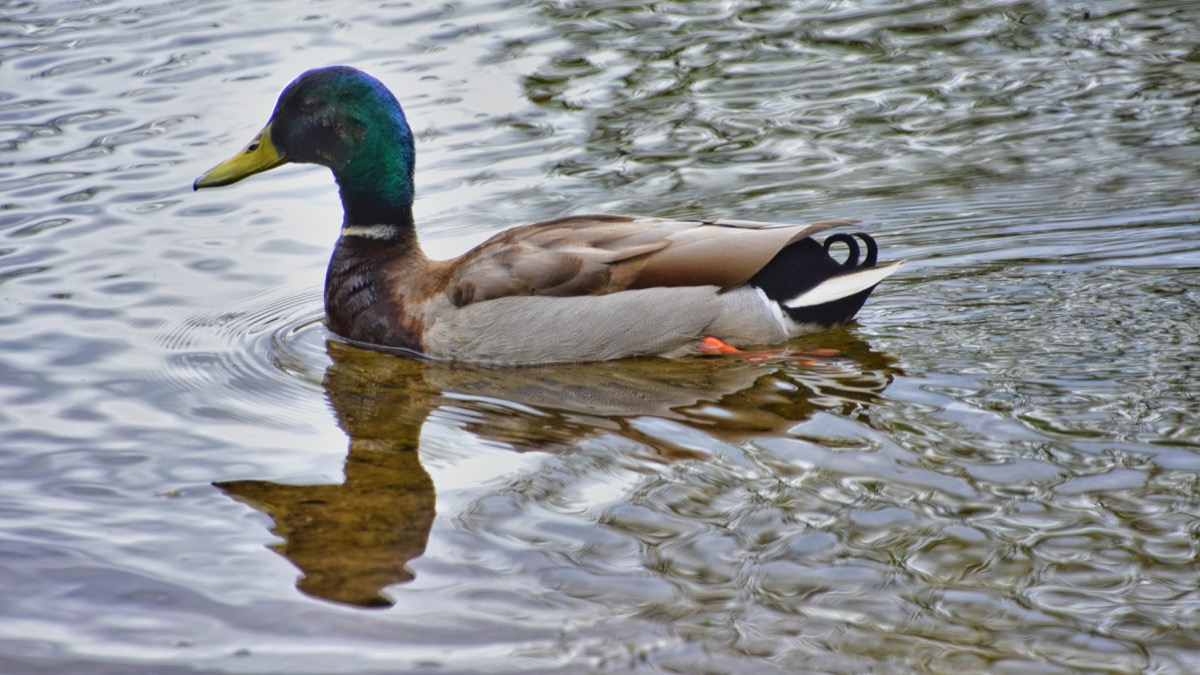 The natural beauty of the animals, water, and plants conceals to the causal eye the threats to the lake’s ability to sustain itself and remain resilient.