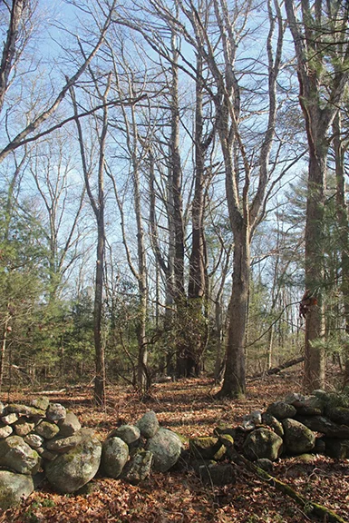 Historic stone walls dot the recently preserved property in Charlestown, R.I. (DEM)