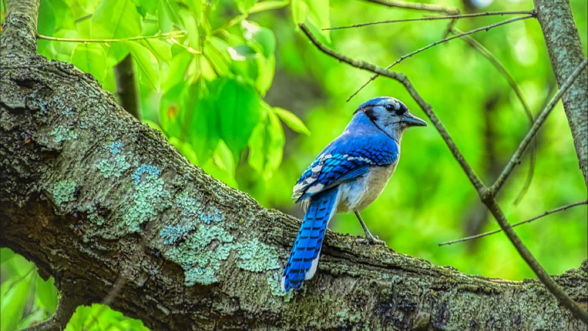 The lake is a respite for residents and for creatures who rely on it for food and shelter.