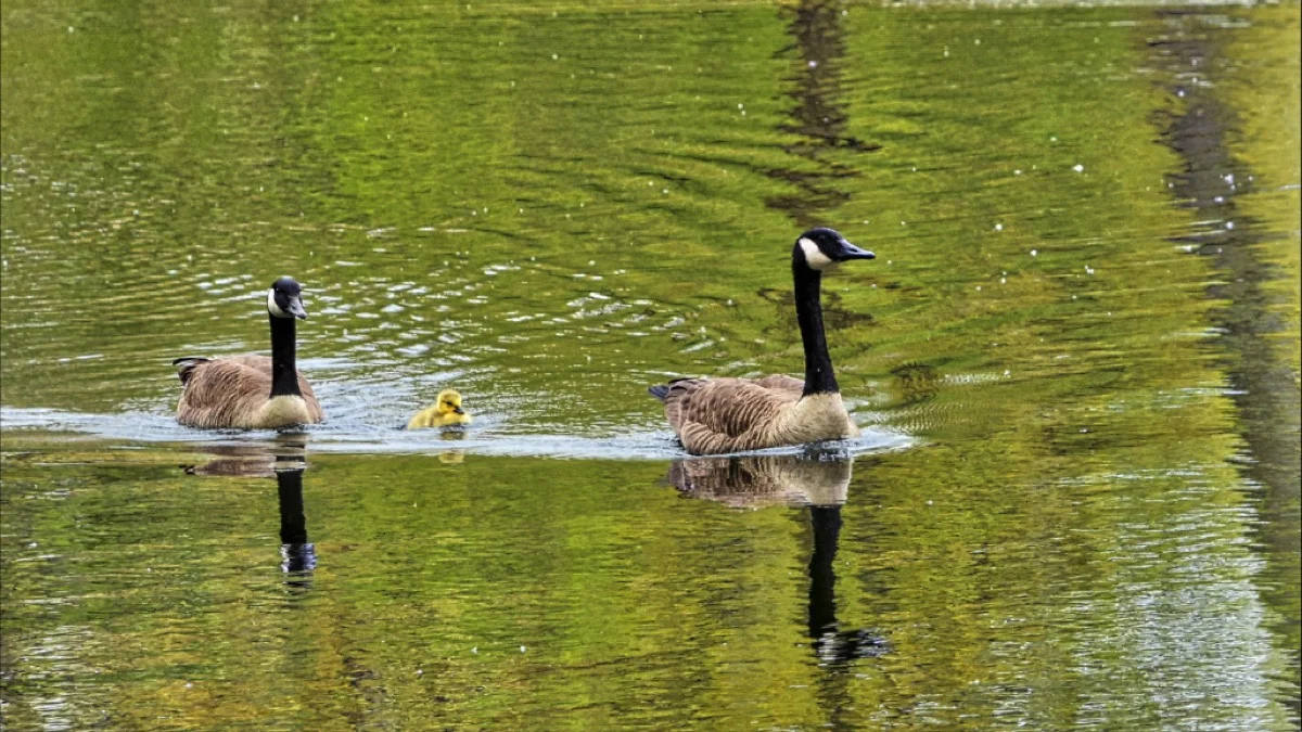 But the parents’ ability to protect their young is restricted to what they can control.