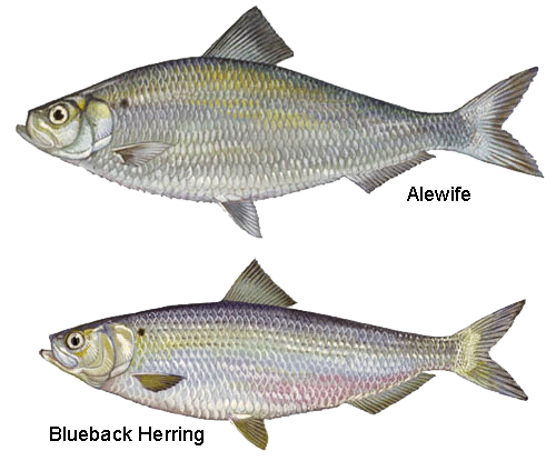 Alewife and blueback herring populations plunged to historic lows in the early 2000s, but efforts to restore access to their native spawning grounds are beginning to pay off. (U.S. Fish & Wildlife Service)